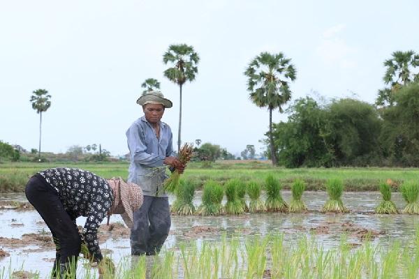 《2023年柬埔寨农业普查》发布：农业户占比54%，农民平均年龄31.8岁