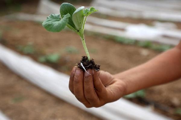 柬埔寨即将推出农产品原产地二维码贴纸 提升农产品信任度