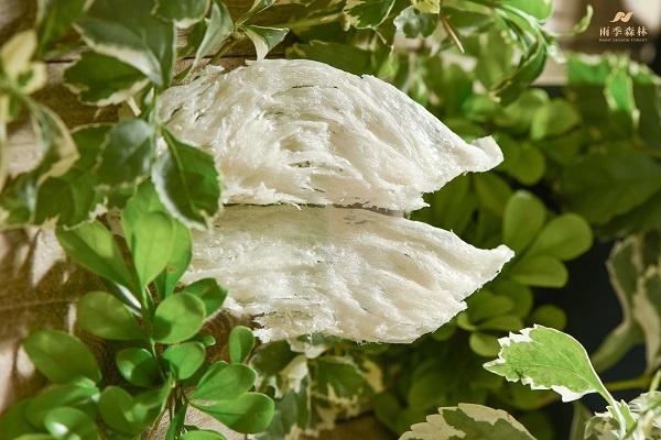 柬埔寨燕窝出口中国通道正式开启