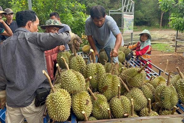 单月售出300吨！柬埔寨榴莲热销，优质果农日销20吨