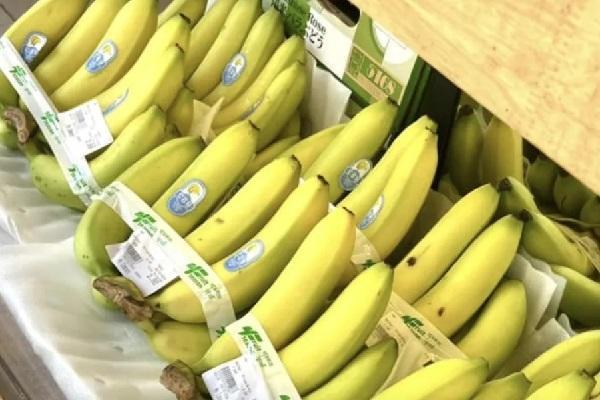 柬埔寨香蕉受中日市场欢迎