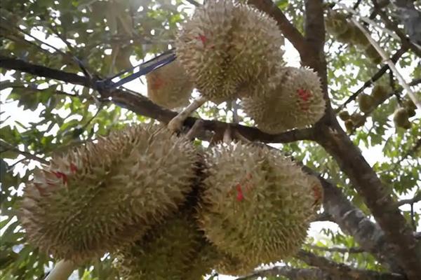 2025年柬埔寨榴莲计划出口中国超5000吨