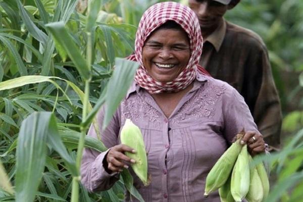 柬埔寨农业发展潜力巨大，却投资热度不高