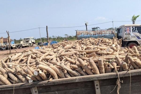 柬埔寨商业部与中粮签约 50万吨干木薯将出口中国