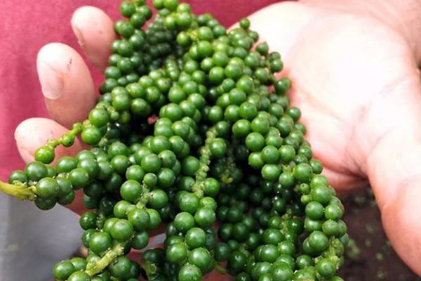 柬埔寨胡椒产业积极拓展国际市场