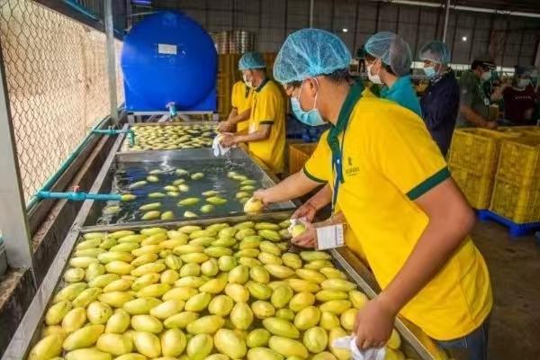 柬中农产品贸易合作，拓展空间潜力巨大