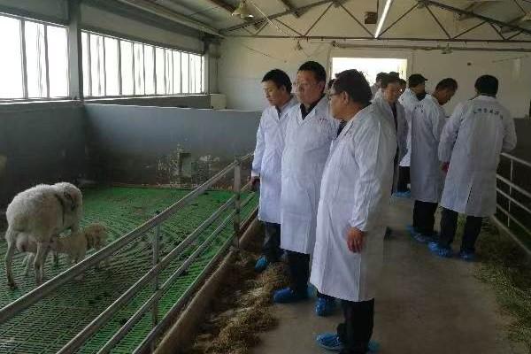 柬畜牧专家：以质取胜提本土产品信任度