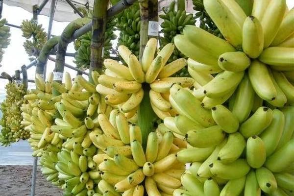 柬埔寨前8月香蕉出口额超亿美元