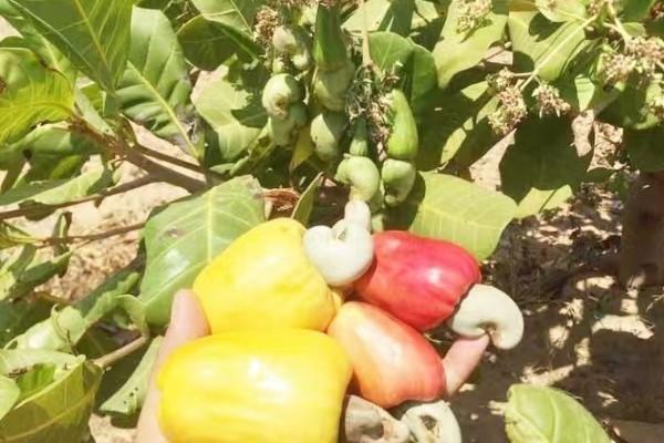 柬推动奥多棉芷芒果磅通腰果GI认证加速