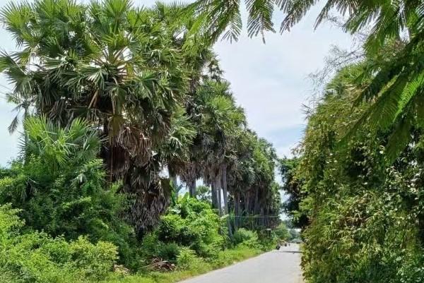 柬埔寨棕糖迎采制旺季