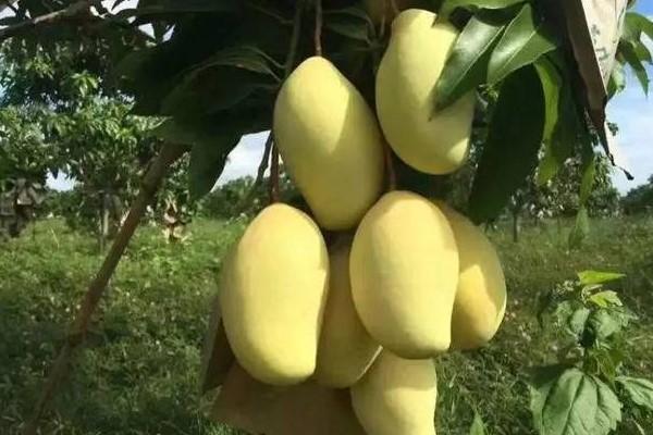 柬埔寨芒果出口创收超1.4亿美元