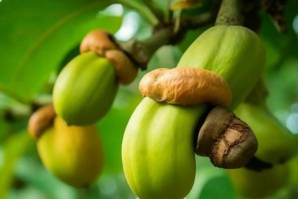 柬埔寨生腰果价格反季走高