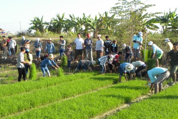 柬政府拨款4000万美元稳定稻价