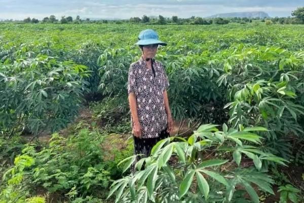 柬木薯涨价红玉米价走低