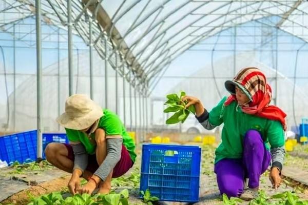 柬最新调查农业收入停滞