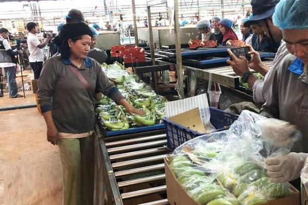 2025年柬埔寨香蕉出口创收1.78亿美元