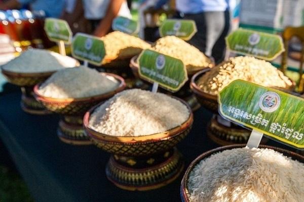 前两月柬埔寨大米出口额超1.4亿美元