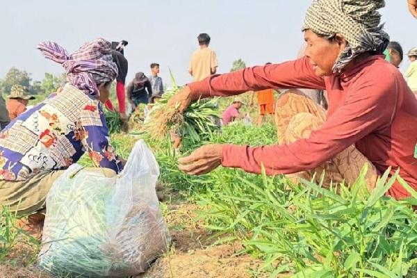 柬埔寨农业向高附加值与可持续目标稳步转型