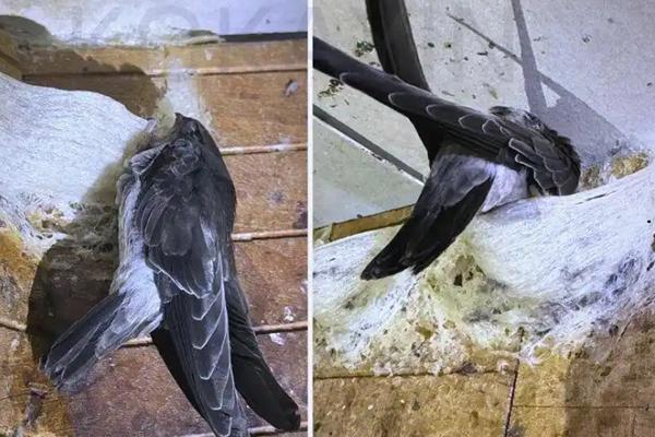 柬埔寨燕窝加工企业登记审查争取出口中国