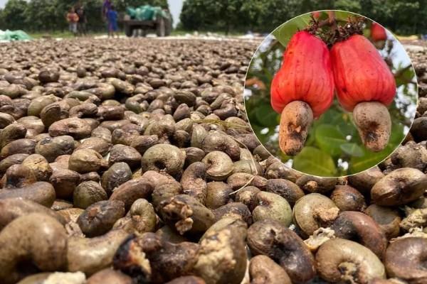 中资加速布局柬埔寨腰果深加工产业链