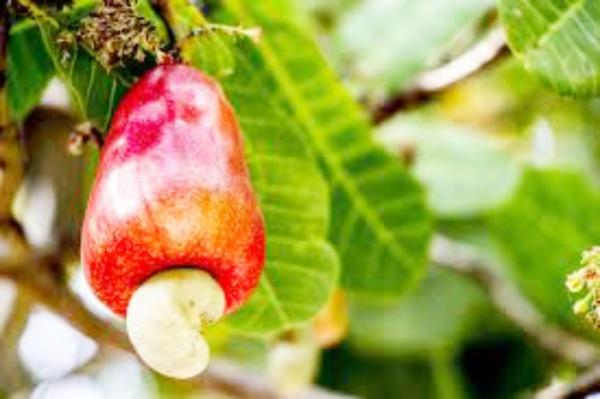 成本与气候双重施压  柬腰果产业面临危机