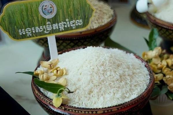 柬大米出口遍布60国，香米成主力出口品类
