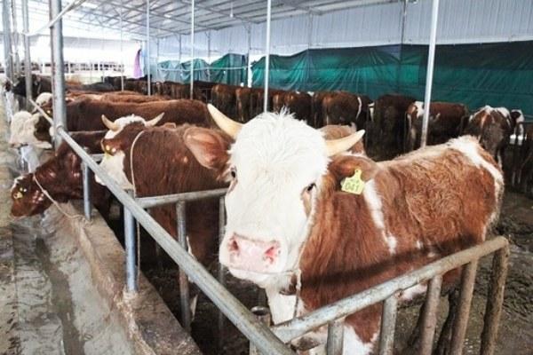 连续半年涨价！柬埔寨牛肉价格大幅攀升