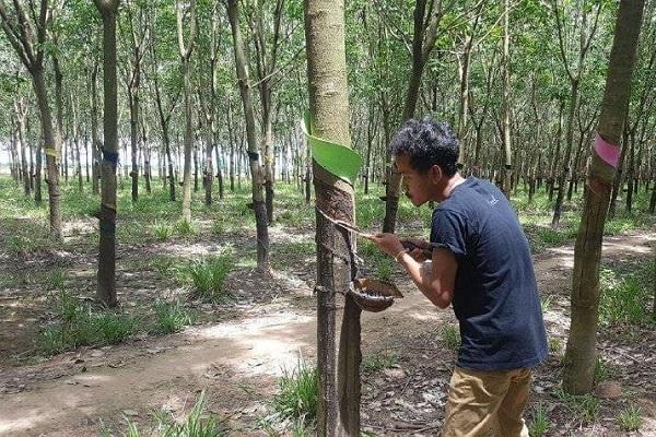 柬埔寨1至9月橡胶出口额超3亿美元