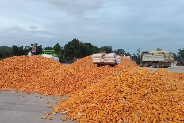 陆路关闭后柬农产品经水路输泰达570万美元